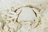 Fossil Crab (Potamon) Preserved in Travertine - Turkey #145054-2